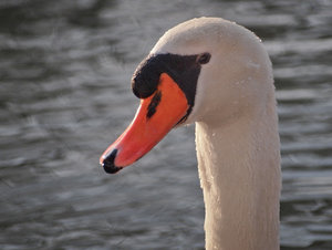 schwanenportrait (1 von 1).jpg