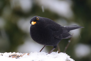 1204-DSC_3816.jpg 1204-DSC_3816.jpg