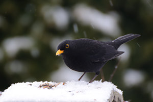 1204-DSC_3815.jpg 1204-DSC_3815.jpg