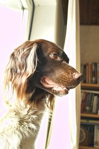 Rosige Zeiten SDIM8106 spp42 (c) PPf.jpg Rosige Zeiten SDIM8106 spp42 (c) PPf.jpg