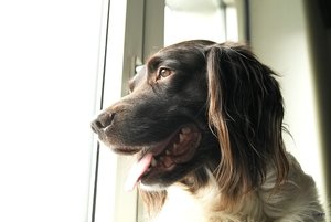 Rosige Zeiten SDIM8107 (c) PPf.jpg Rosige Zeiten SDIM8107 (c) PPf.jpg