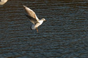 comp_rosa.jpg comp_rosa.jpg