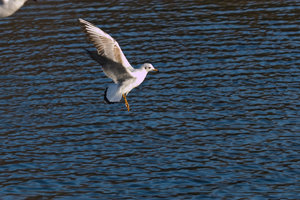 SDIM2392-web-lr3.jpg SDIM2392-web-lr3.jpg