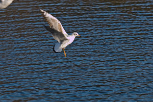 SDIM2392-lr3-pse10-web.jpg SDIM2392-lr3-pse10-web.jpg