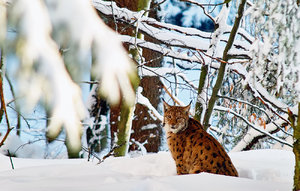 Luchs.jpg