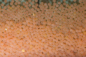 20120221-ForellenLaich-VR2_0785.jpg 20120221-ForellenLaich-VR2_0785.jpg