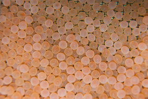 20120221-ForellenLaich-VR2_0792.jpg 20120221-ForellenLaich-VR2_0792.jpg