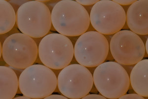 20120221-ForellenLaich-VR1_9594.jpg 20120221-ForellenLaich-VR1_9594.jpg