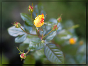 SDIM6415_1-1_hf Kopie.jpg