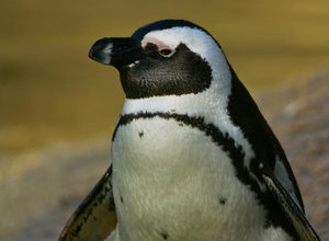 UT-Wpt-SD14 - SDIM3128_1.jpg