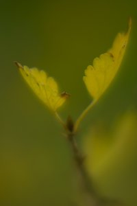 sphärische abberation.jpg sphärische abberation.jpg