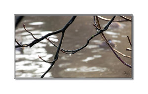 BF12-Zoo.jpg BF12-Zoo.jpg