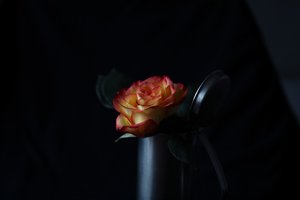 04_canon_web_bio_rose_4.jpg