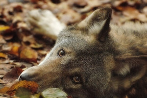 wolf1b.jpg wolf1b.jpg