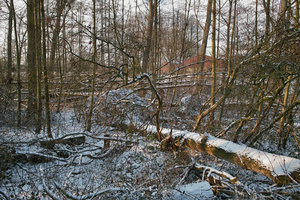 Winter09-SD1 - SDIM1333.jpg