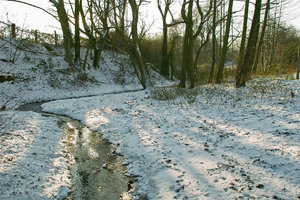 Winter09-SD14 - SDIM3215.jpg