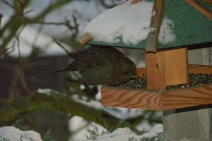 Winter09-SD14 - SDIM3249.jpg