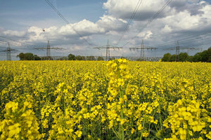 Raps-DP1__SDIM0067.jpg Raps-DP1__SDIM0067.jpg