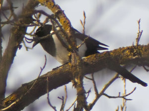 Elster.jpg Elster.jpg