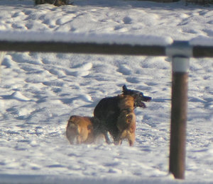 Hunderl.jpg Hunderl.jpg