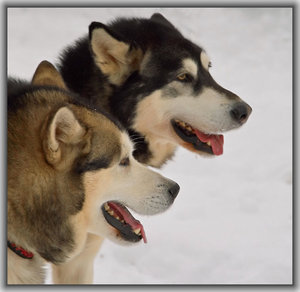 SDIM2065_1-1 Kopie_hf Kopie Kopie.jpg SDIM2065_1-1 Kopie_hf Kopie Kopie.jpg