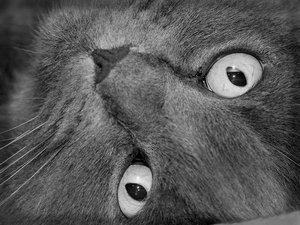 gandalv.jpg gandalv.jpg