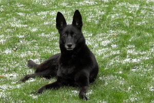 SDIM0160s.jpg SDIM0160s.jpg