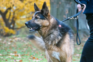 SD14_SDIM5230.jpg SD14_SDIM5230.jpg