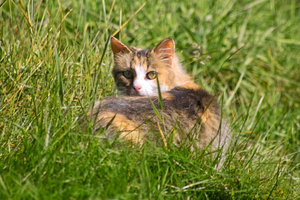 Katze-IMG02096.jpg