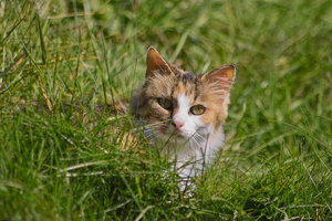Katze-IMG02097.jpg