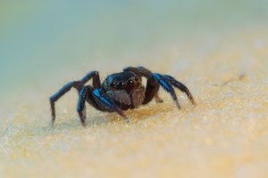 Springspinne1.jpg Springspinne1.jpg