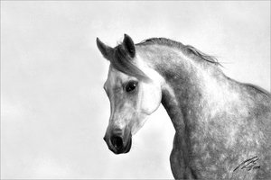 Kopie-von-2008-09-21-Araber.jpg Kopie-von-2008-09-21-Araber.jpg