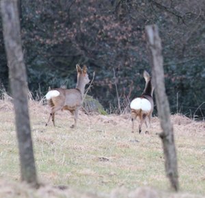 Rehrücken.jpg