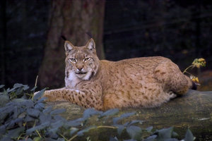 Luchs_2281.jpg Luchs_2281.jpg