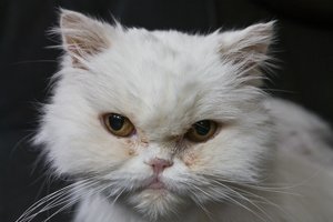 500kb_Angi1_1200.jpg 500kb_Angi1_1200.jpg