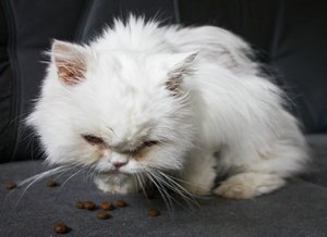 500kb_Angi2_1200.jpg 500kb_Angi2_1200.jpg