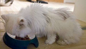 500kb_Angi3_1200.jpg 500kb_Angi3_1200.jpg