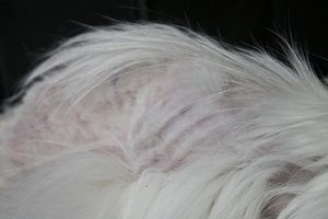 500kb_Rippen_1200.jpg 500kb_Rippen_1200.jpg