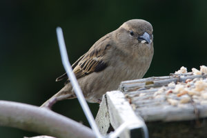 1200-DSC_4411.jpg 1200-DSC_4411.jpg