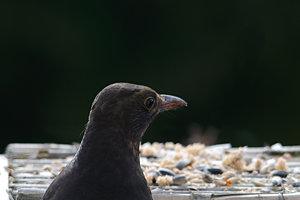 1200-DSC_4424.jpg 1200-DSC_4424.jpg