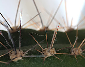 kaktus.jpg kaktus.jpg