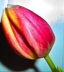 Tulpe 3.jpg Tulpe 3.jpg