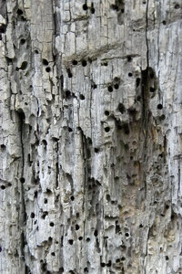 Balken.jpg Balken.jpg