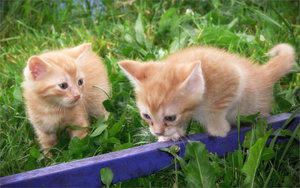 2010_07'01 - 19'23'22_changed.jpg