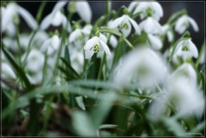 _Maiglöckchen1.jpg _Maiglöckchen1.jpg