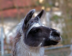 Lama01_040312.jpg