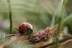 frühblüher 146.jpg