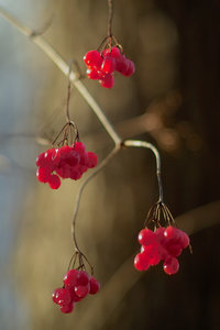 2012_03_04_SD9_Chorin_rote_Beeren_0020_600x900pix.jpg 2012_03_04_SD9_Chorin_rote_Beeren_0020_600x900pix.jpg