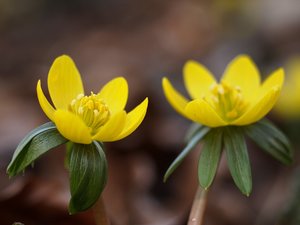 2012-03-10 frühblüher 034b.jpg