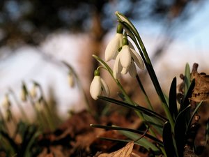 2012-03-10 frühblüher 068b.jpg